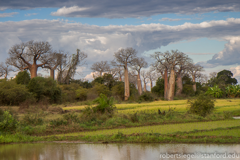 baobab